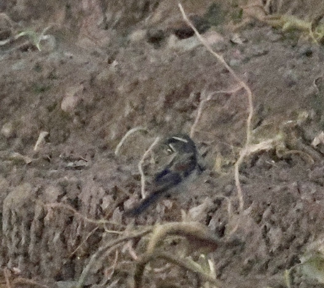 Dead Sea Sparrow - ML639038075