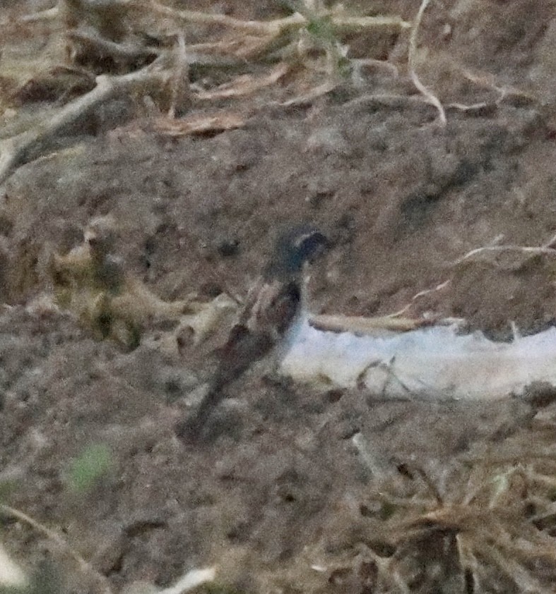 Dead Sea Sparrow - ML639038076