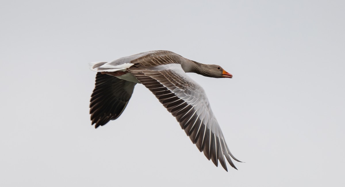 Graylag Goose - ML639038079
