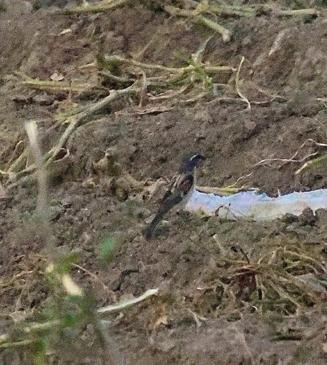 Dead Sea Sparrow - ML639038118