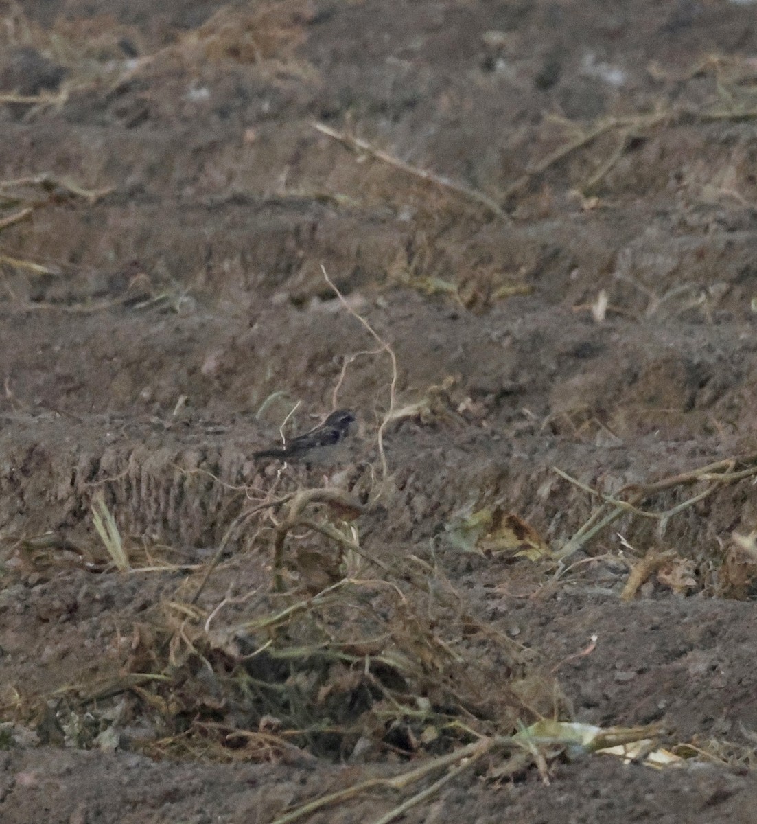 Dead Sea Sparrow - ML639038119