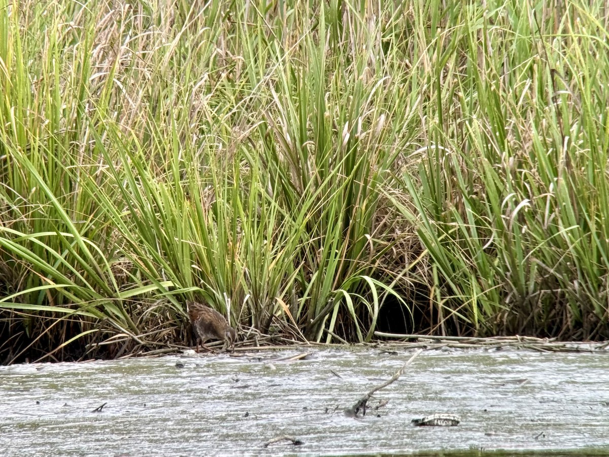 Clapper Rail (Atlantic Coast) - ML639038204