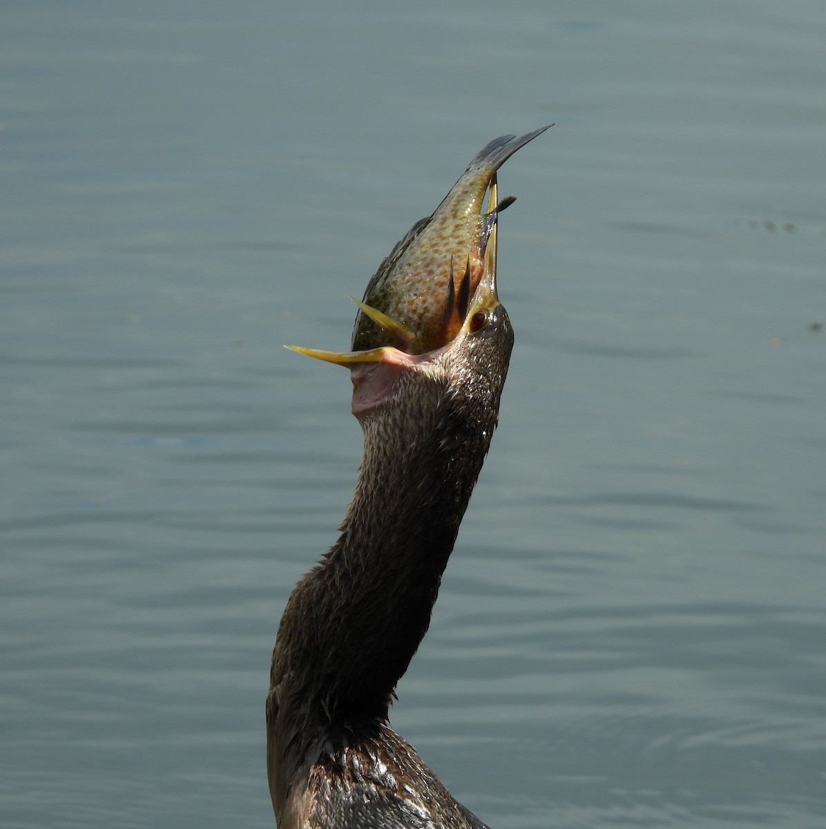 Anhinga - ML639038251