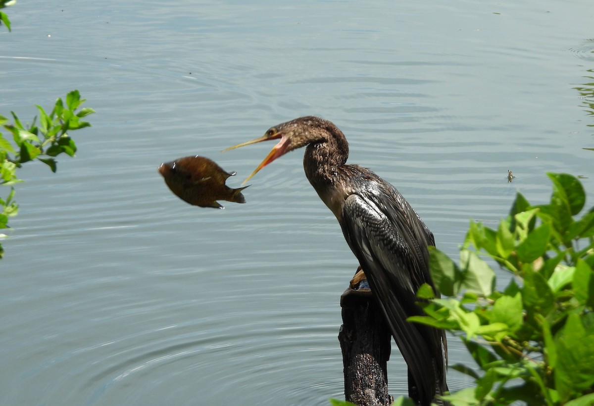 Anhinga - ML639038259