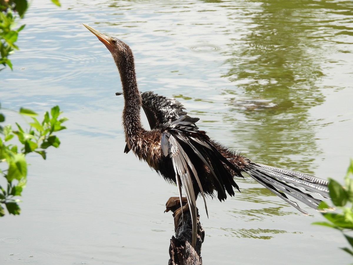 Anhinga - ML639038270
