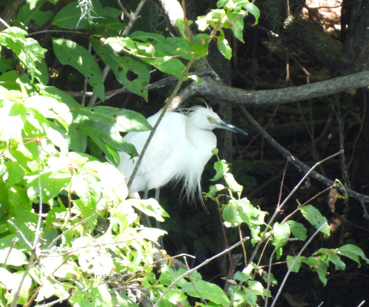Snowy Egret - ML639038272
