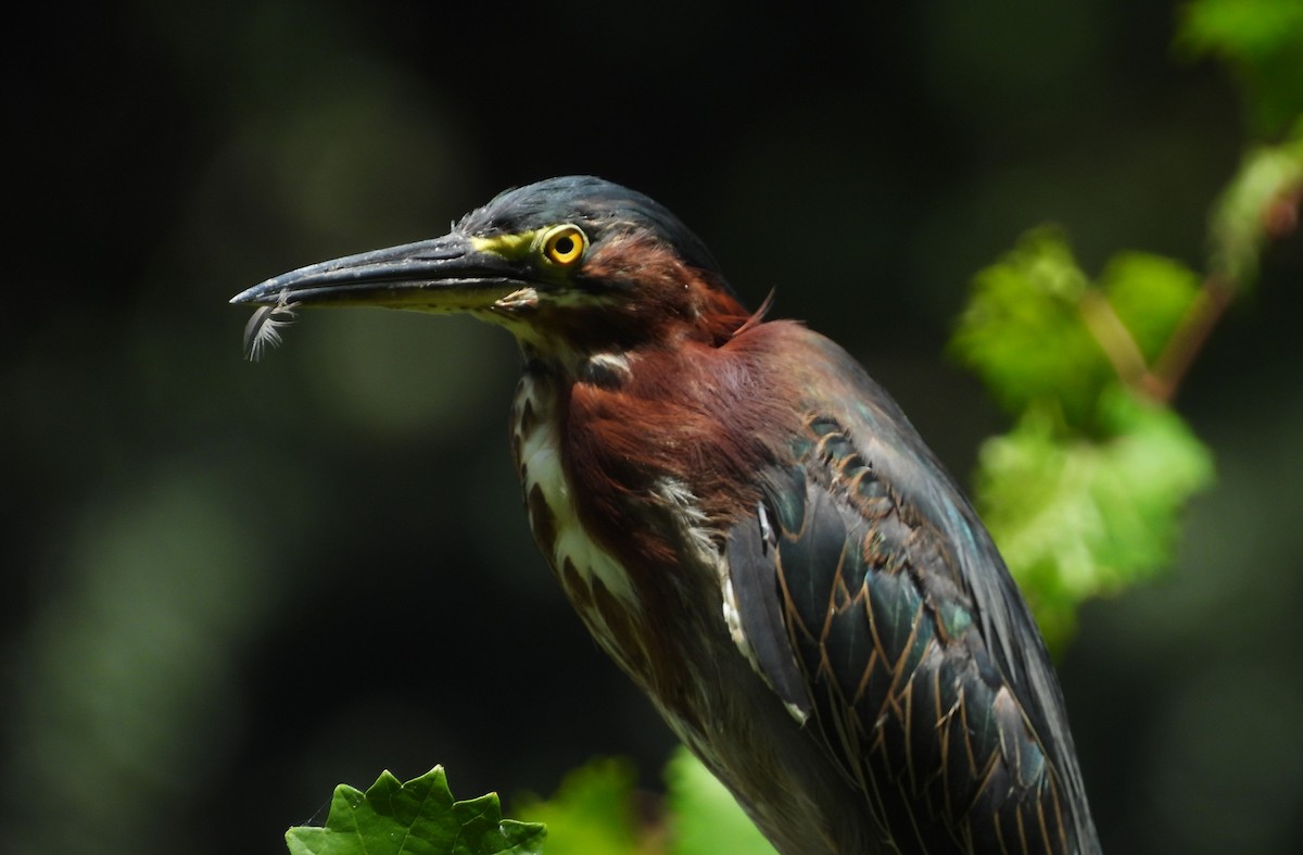 Green Heron - ML639038282