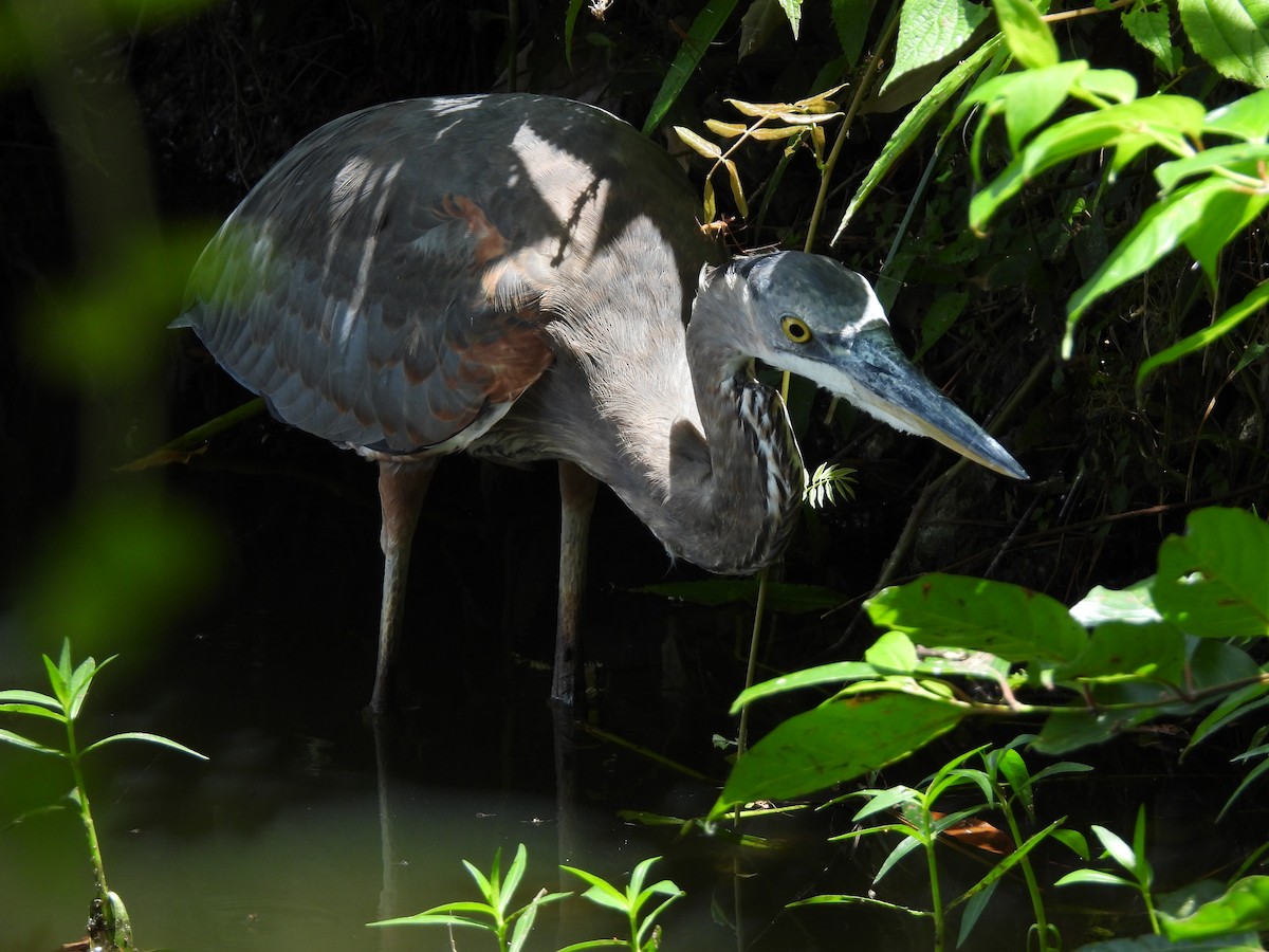 Great Blue Heron - ML639038292