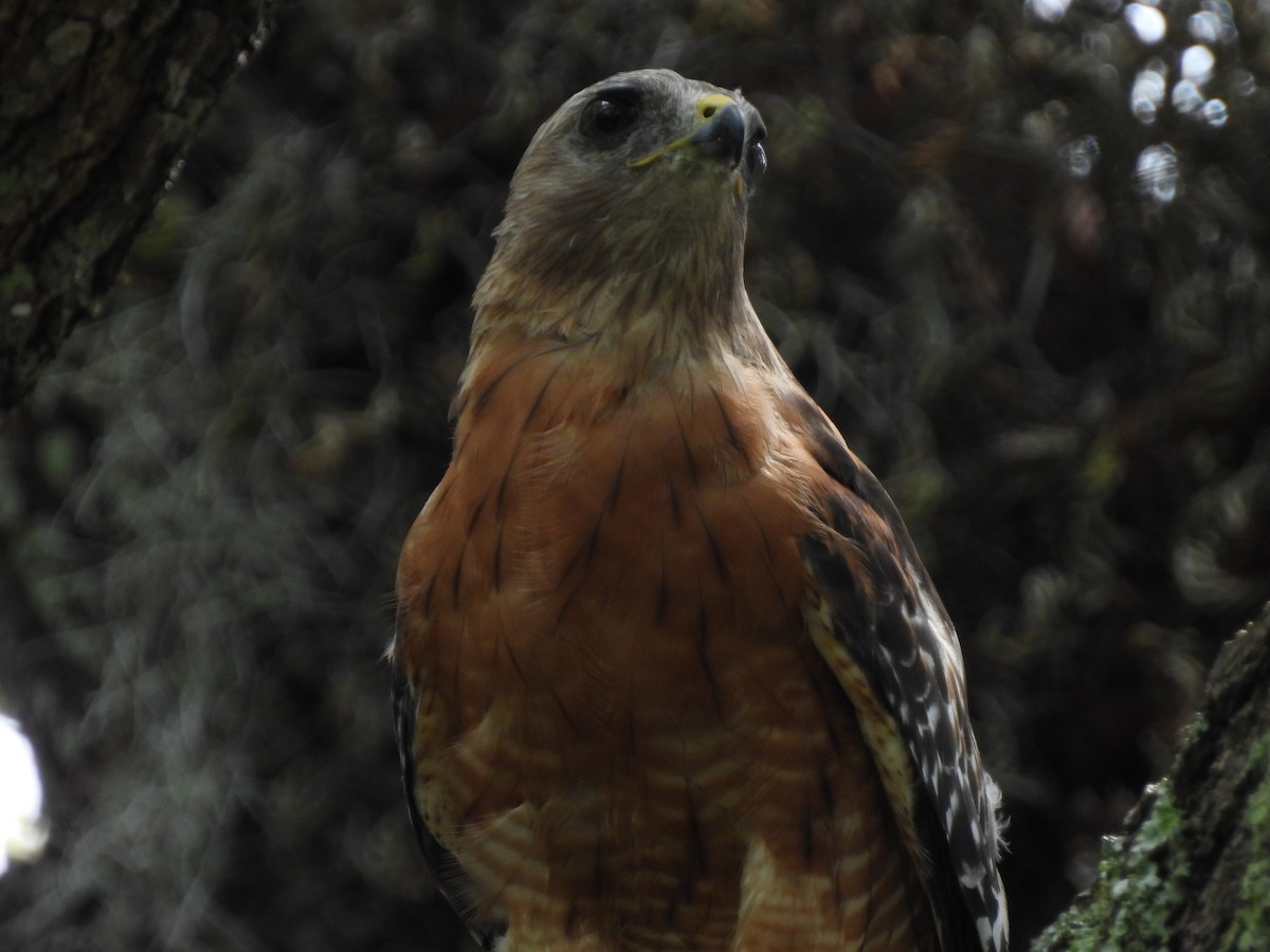 Red-shouldered Hawk - ML639038297