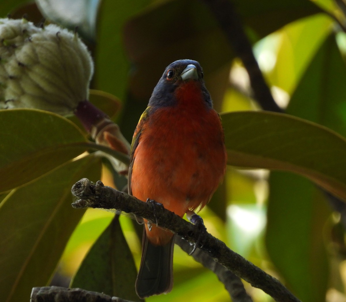 Painted Bunting - ML639038299