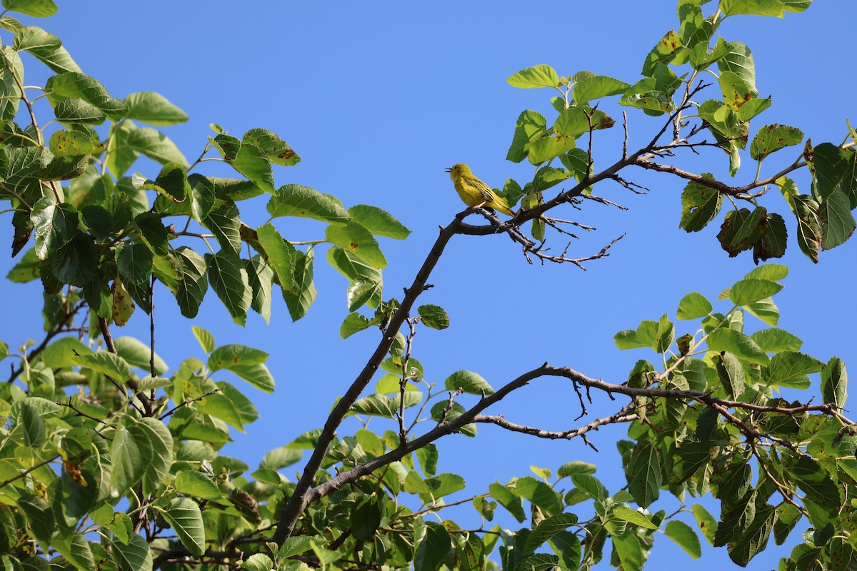 Yellow Warbler - ML639038503