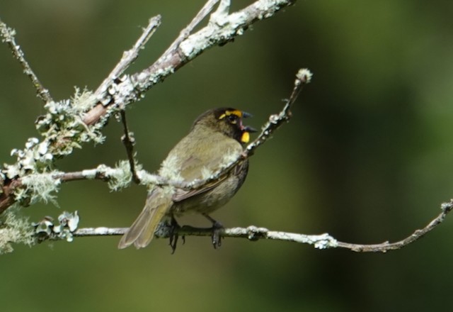 Yellow-faced Grassquit - ML639038550