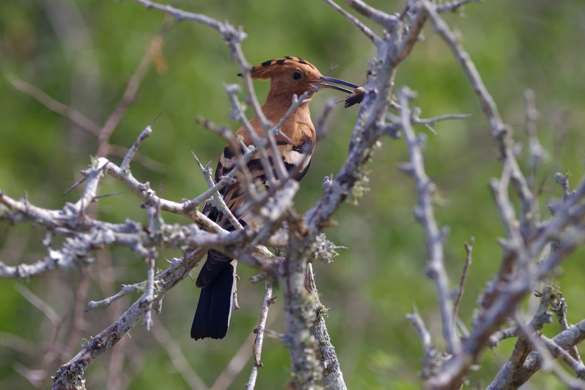 Abubilla Común (africana) - ML639038554