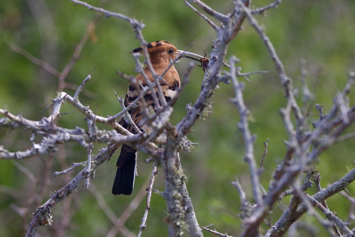 Abubilla Común (africana) - ML639038555