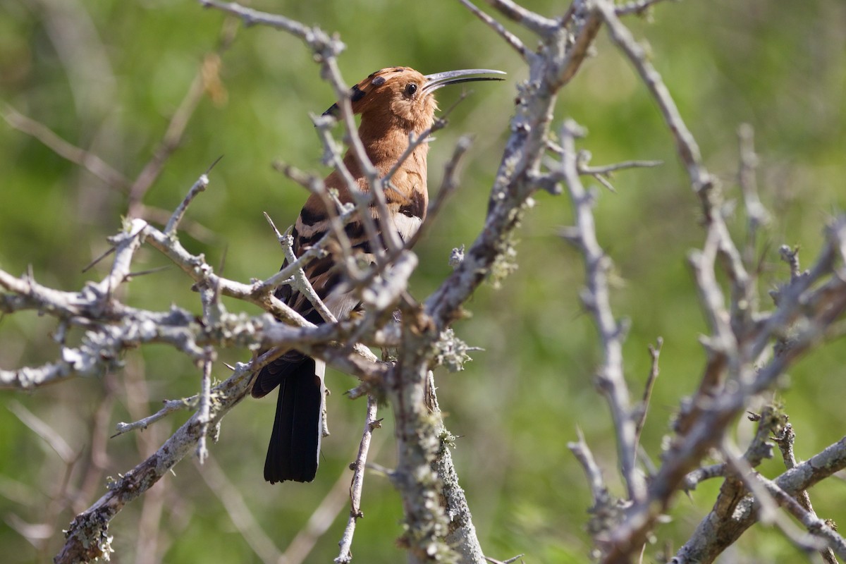 Abubilla Común (africana) - ML639038556