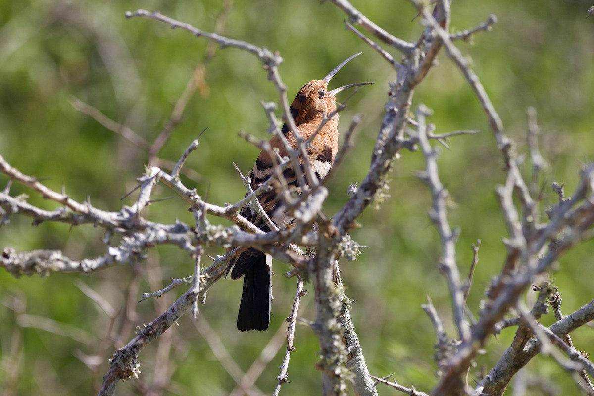 Abubilla Común (africana) - ML639038557