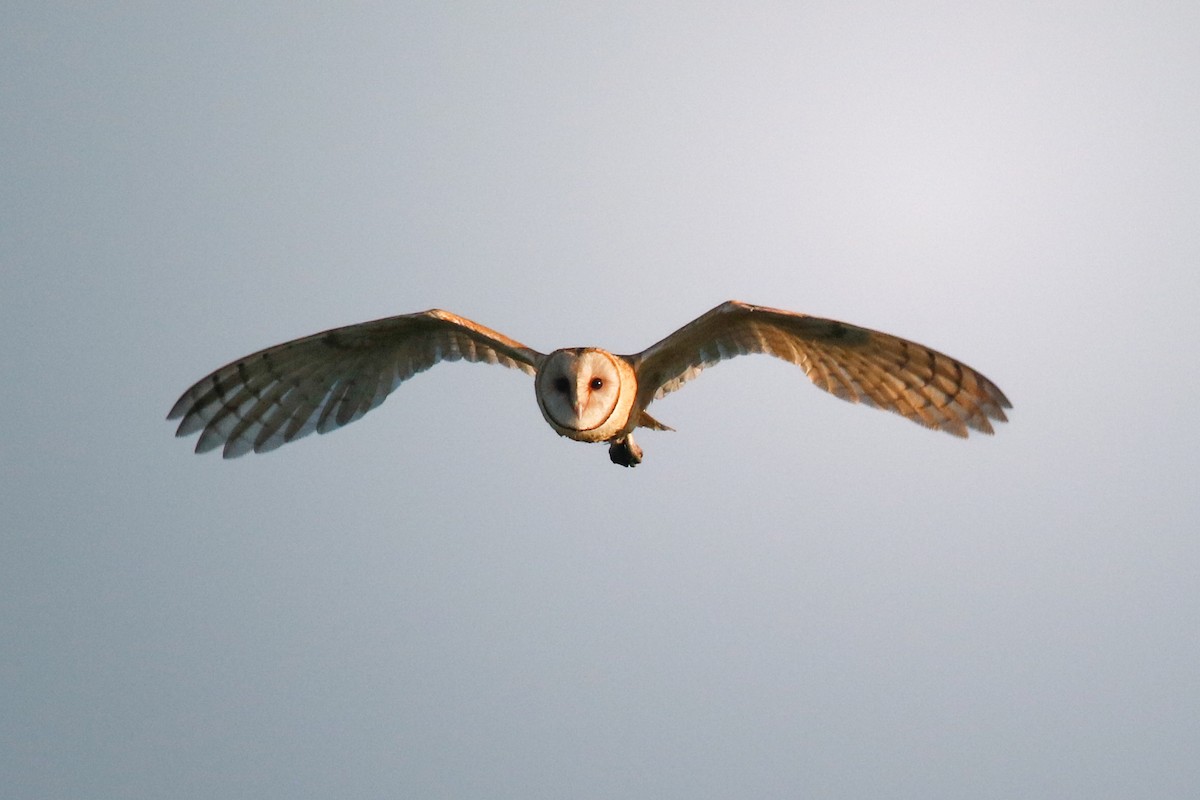 American Barn Owl - ML639038628