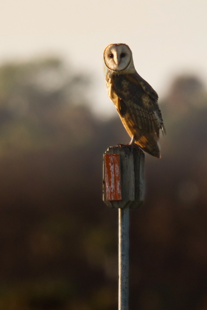 American Barn Owl - ML639038629
