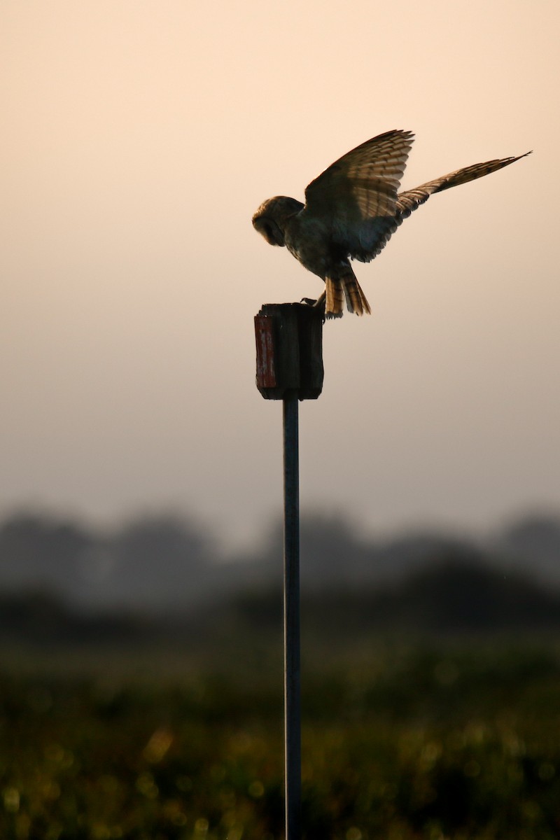 American Barn Owl - ML639038630
