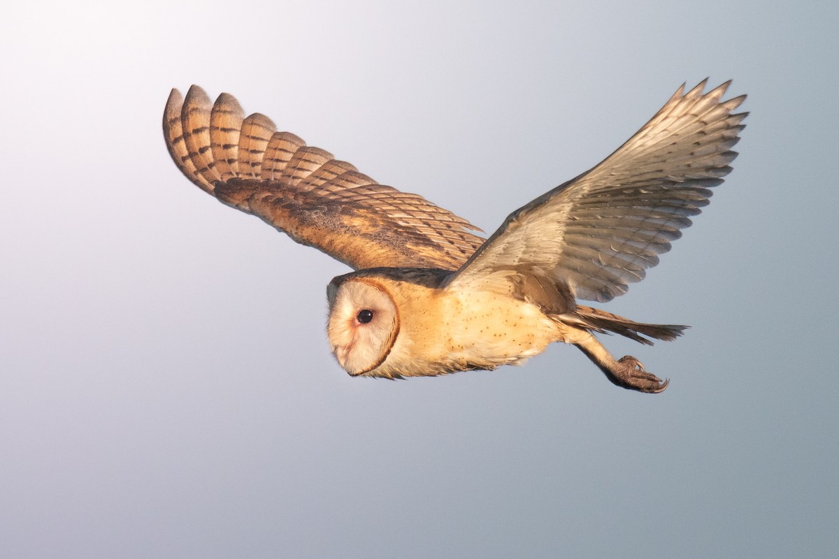 American Barn Owl - ML639038631