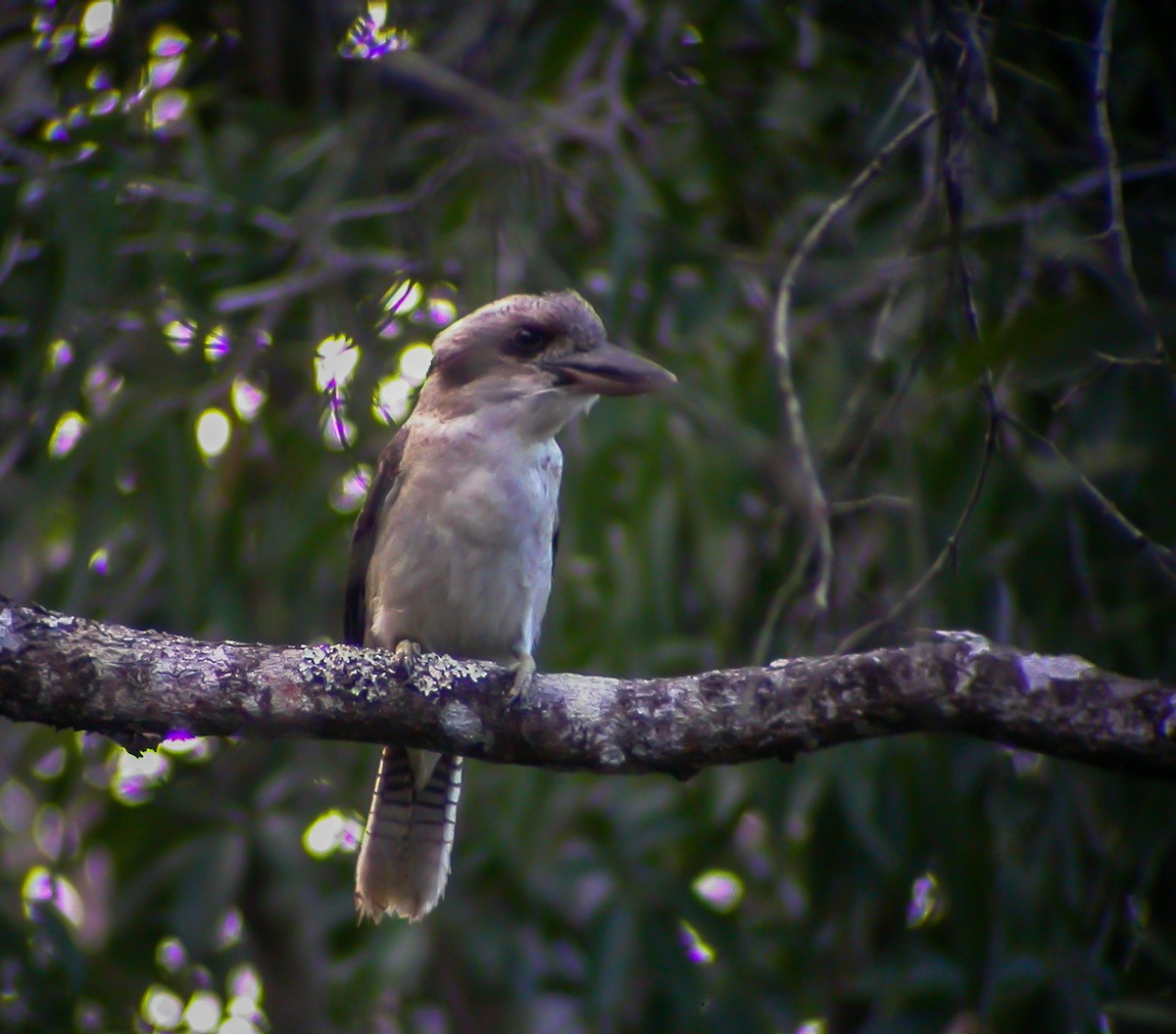 Blue-winged Kookaburra - ML639038635