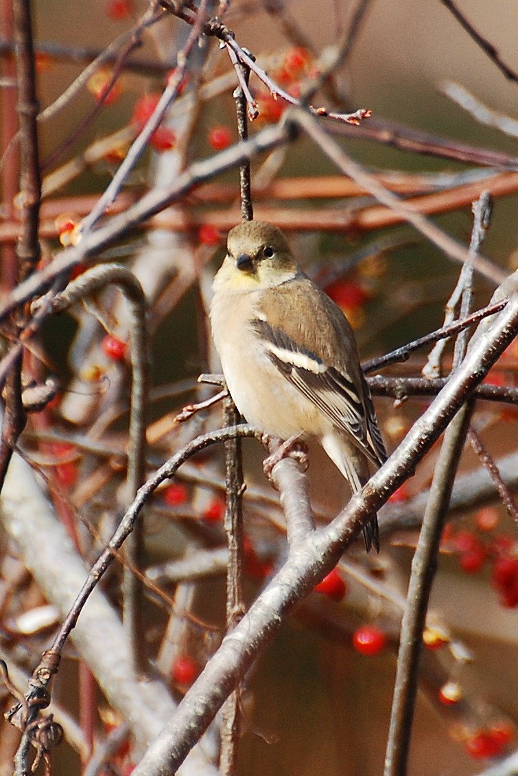gulstillits - ML639038660