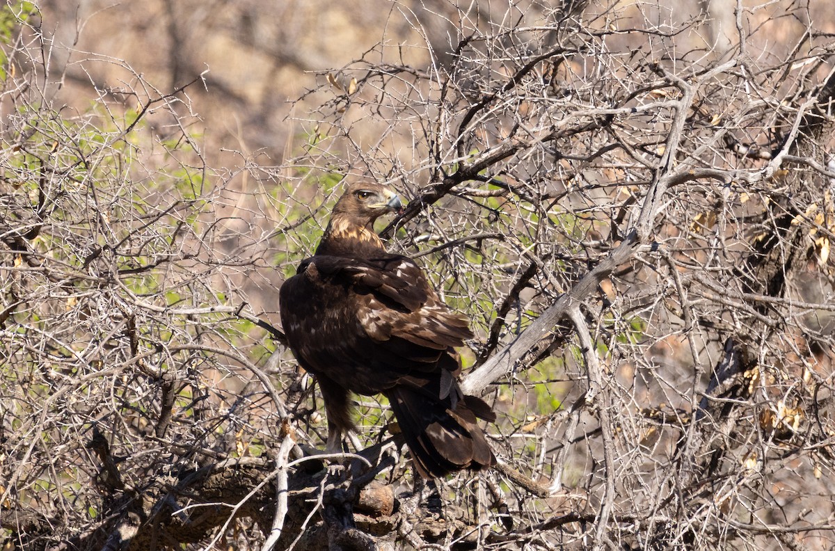 Steinadler - ML639038679