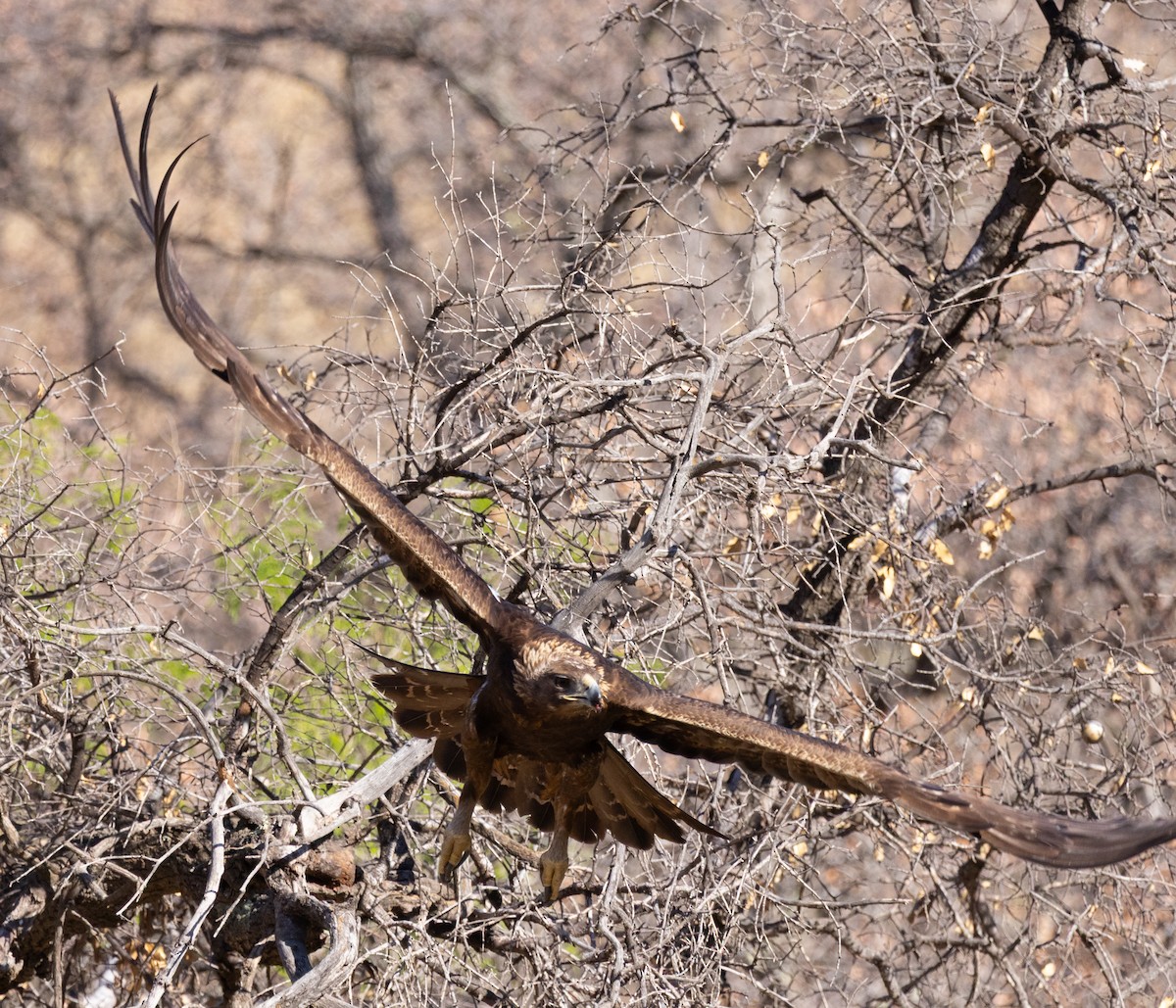Steinadler - ML639038680
