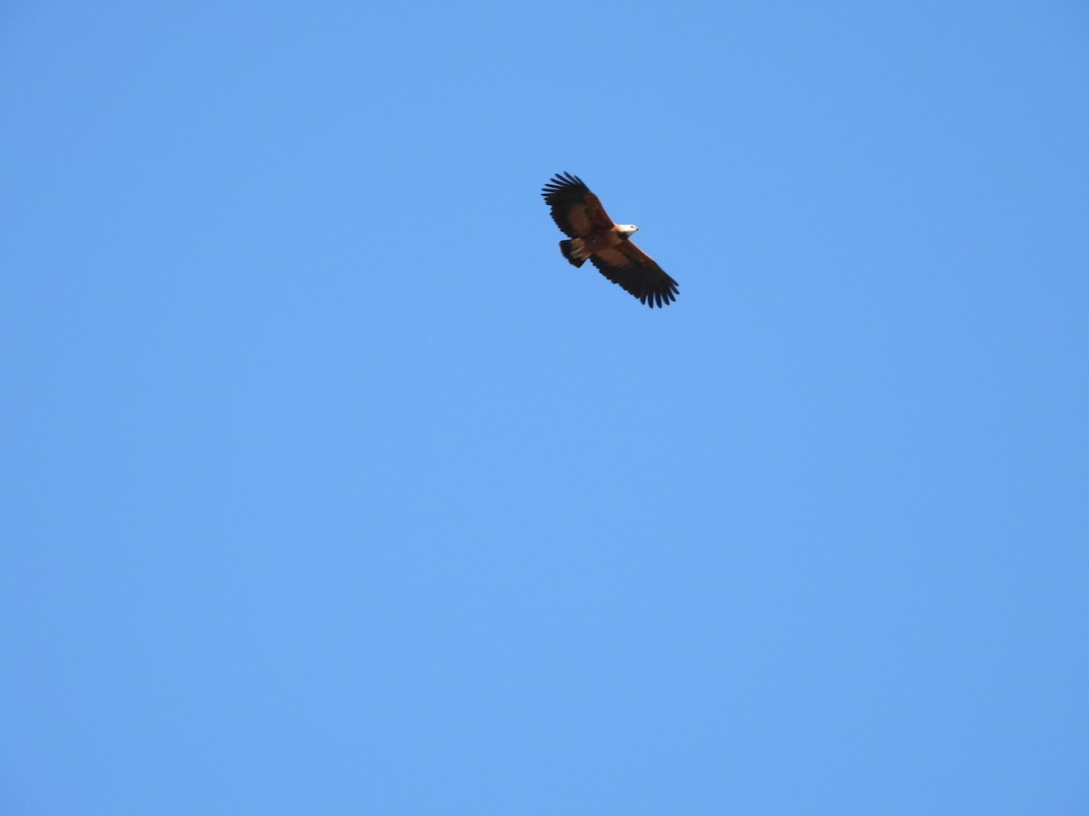 Black-collared Hawk - ML639038696