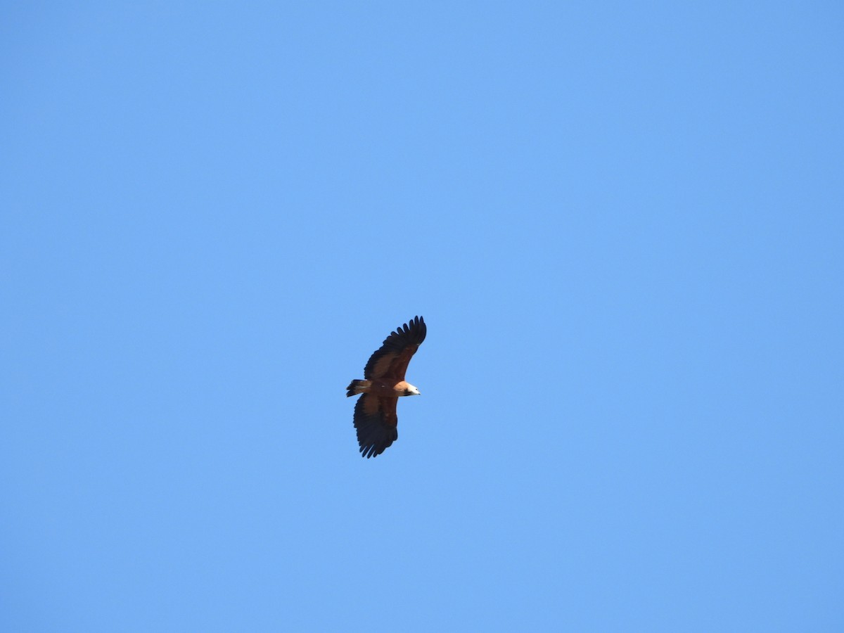 Black-collared Hawk - ML639038699