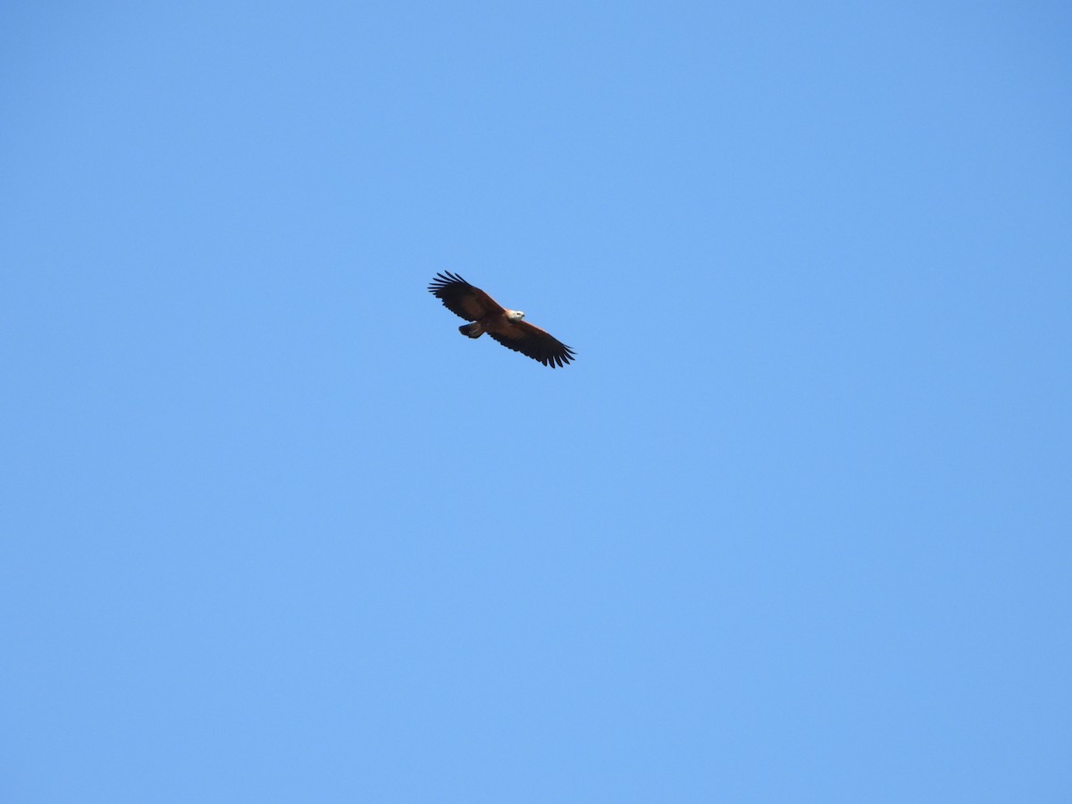 Black-collared Hawk - ML639038701