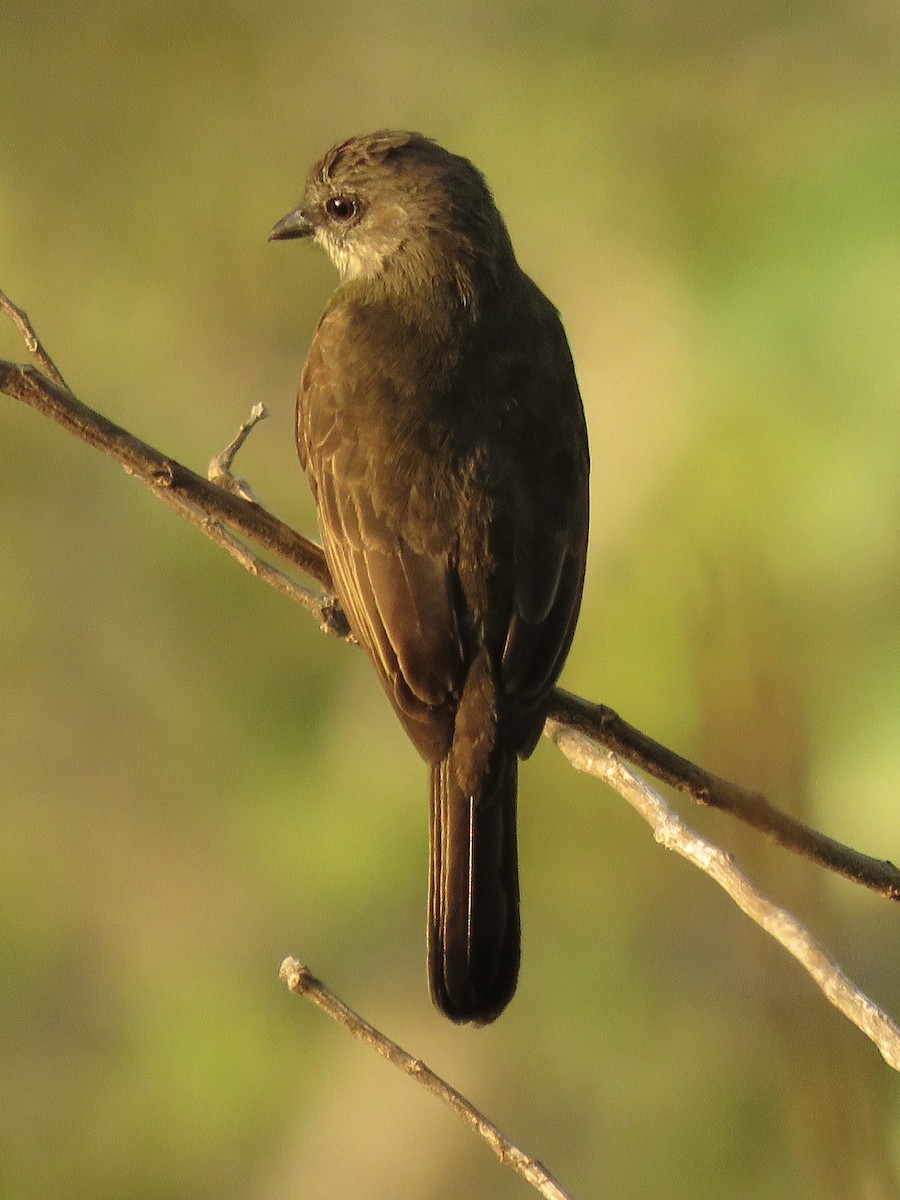 Dusky-chested Flycatcher - ML639038702