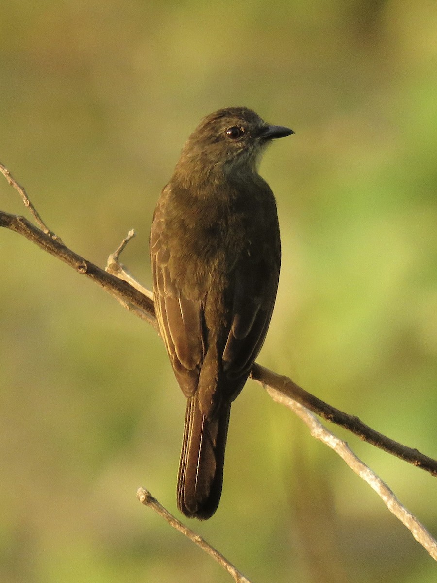 Dusky-chested Flycatcher - ML639038705