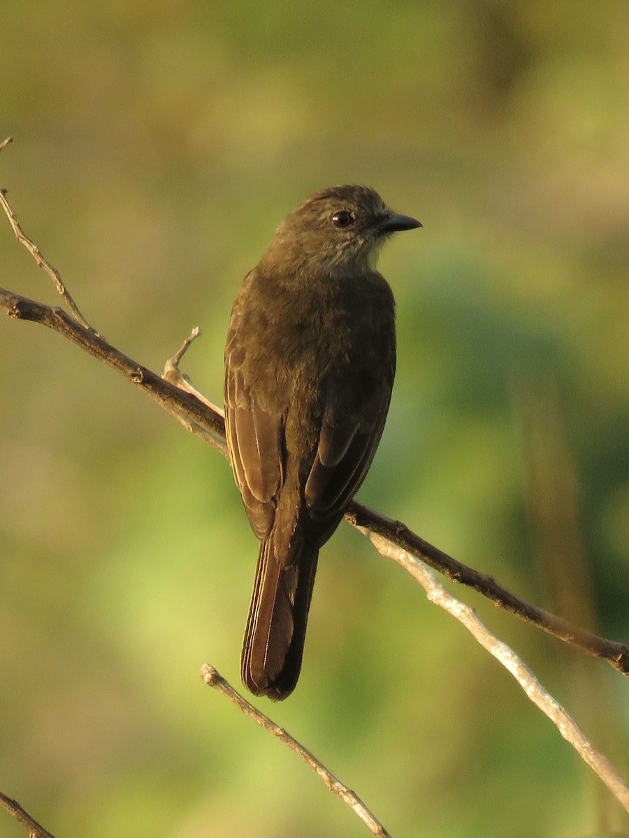 Dusky-chested Flycatcher - ML639038706