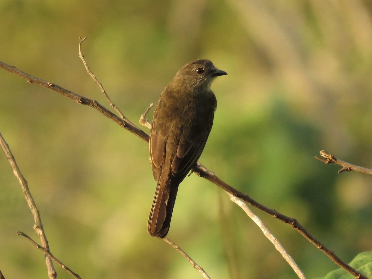Dusky-chested Flycatcher - ML639038707