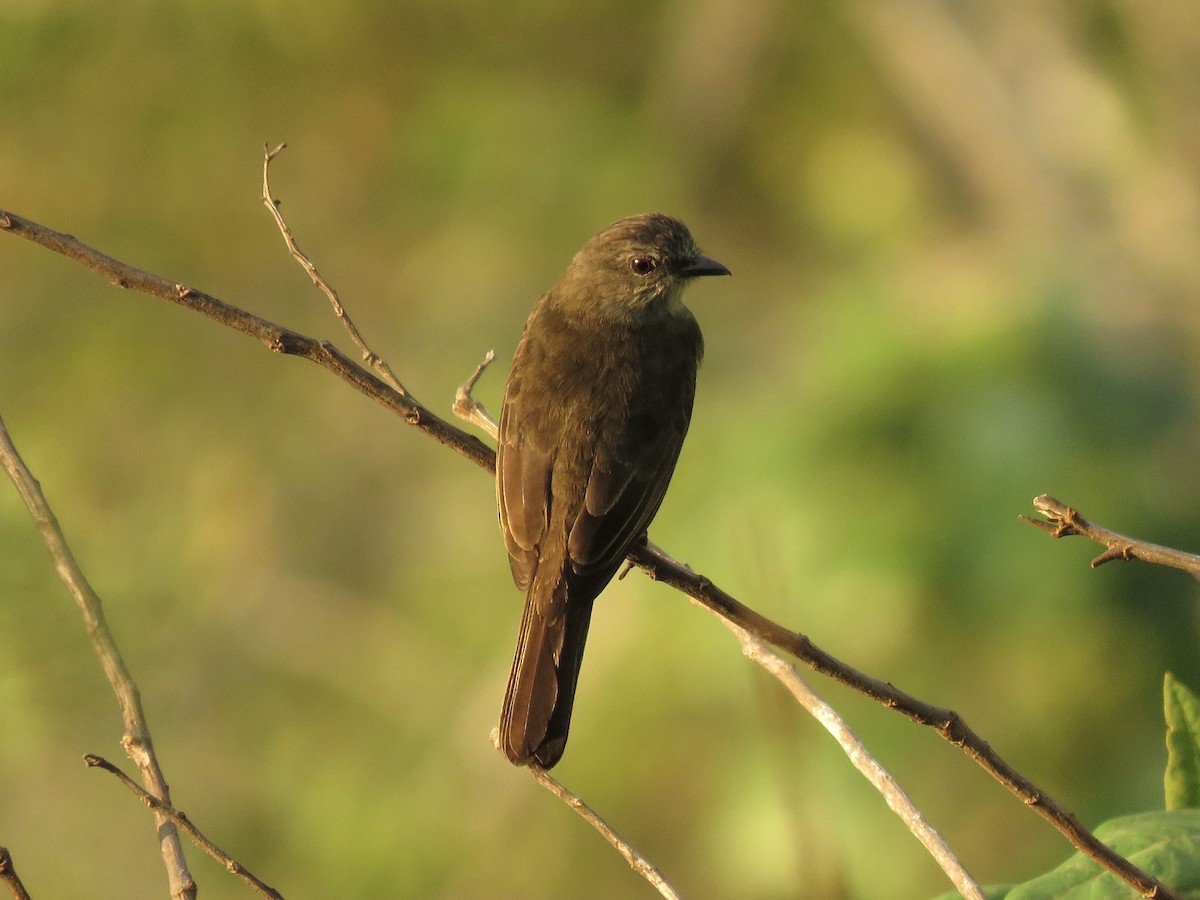 Dusky-chested Flycatcher - ML639038708