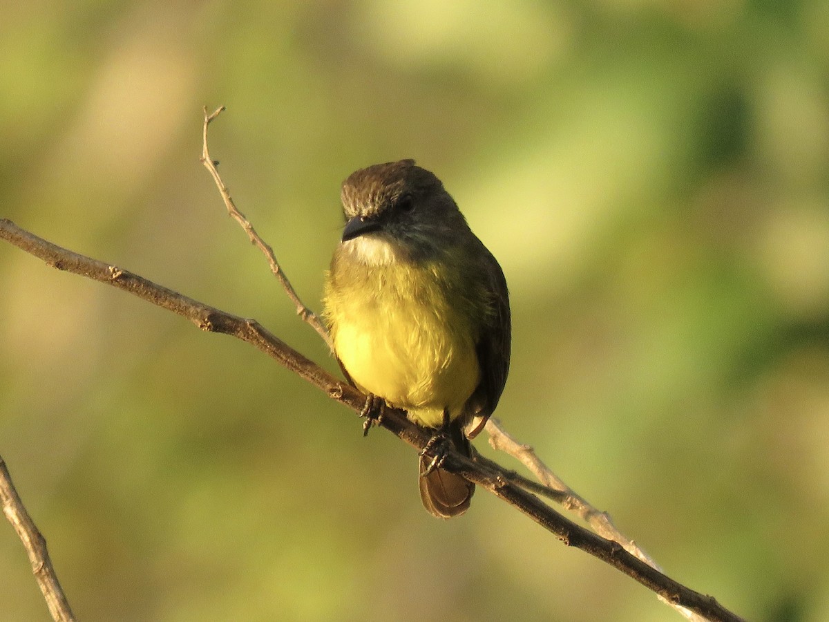 Dusky-chested Flycatcher - ML639038725