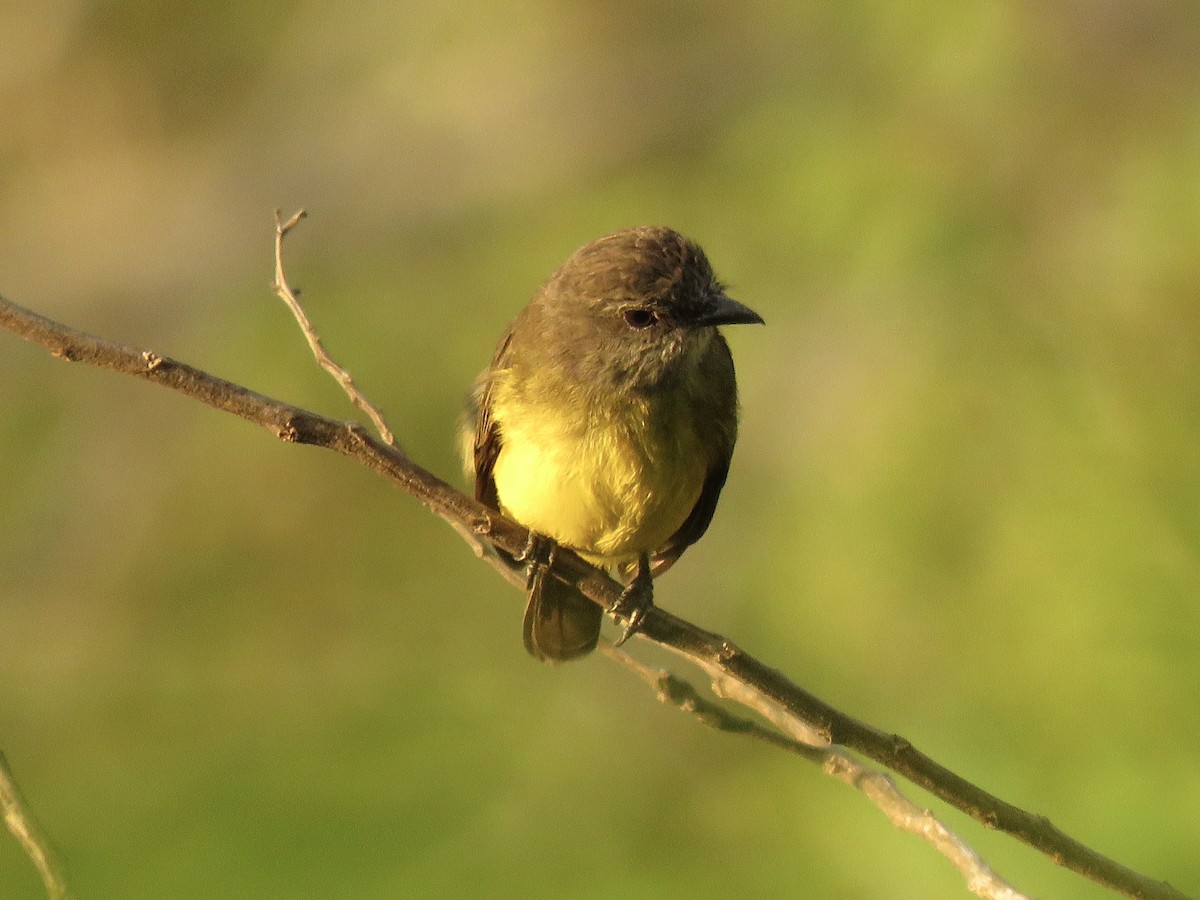 Dusky-chested Flycatcher - ML639038727