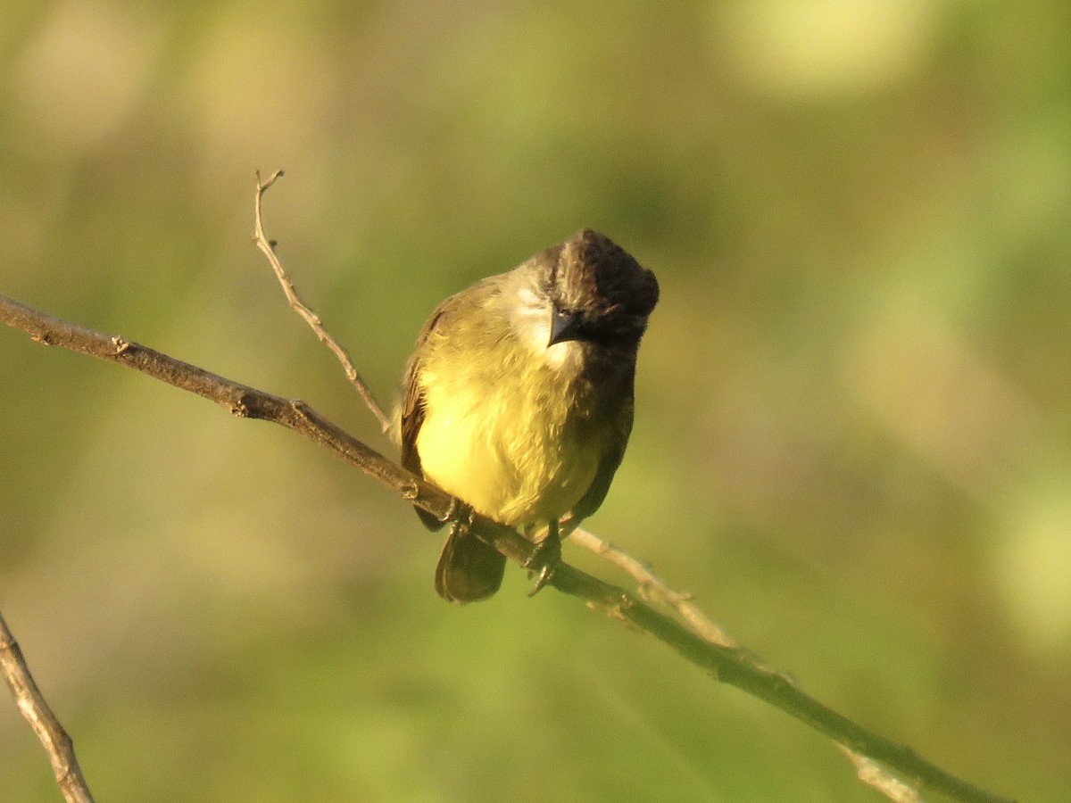 Dusky-chested Flycatcher - ML639038728