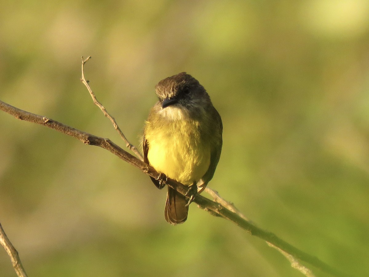 Dusky-chested Flycatcher - ML639038729