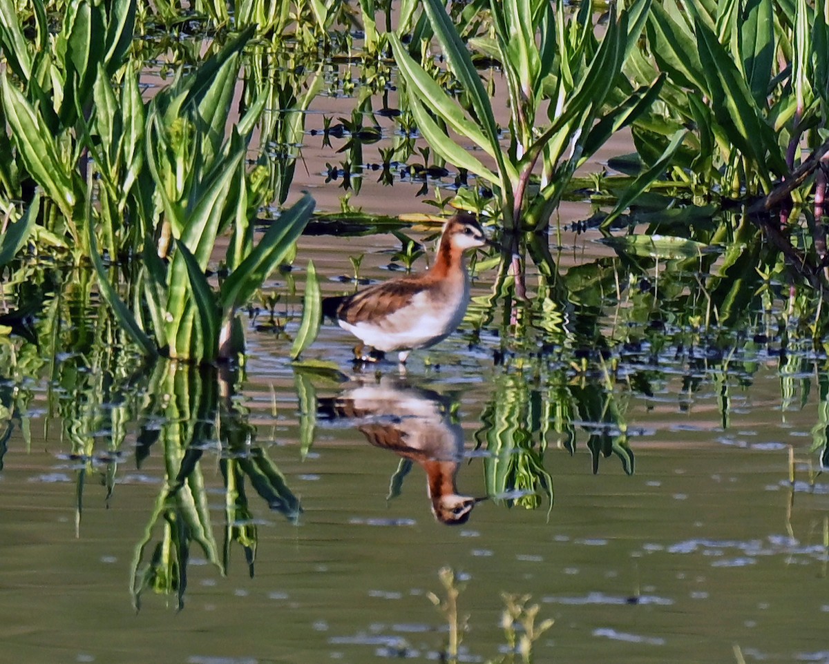Wilson's Phalarope - ML639038744
