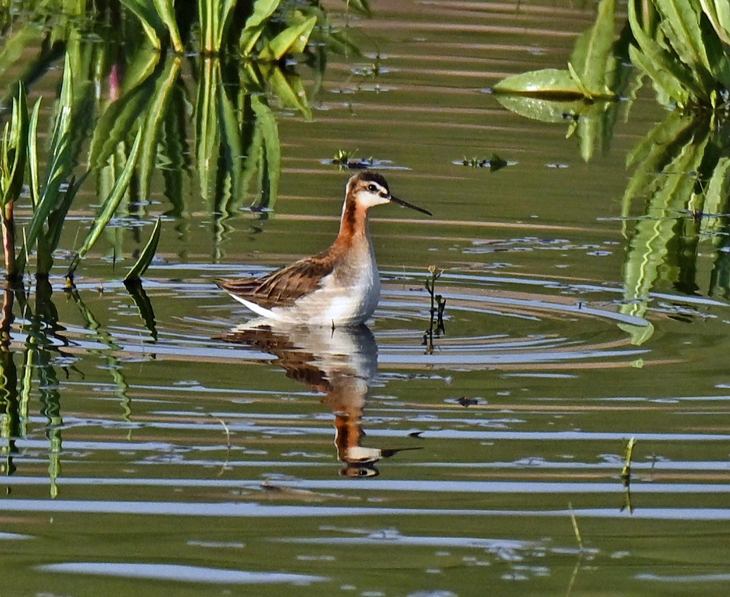 Wilson's Phalarope - ML639038745