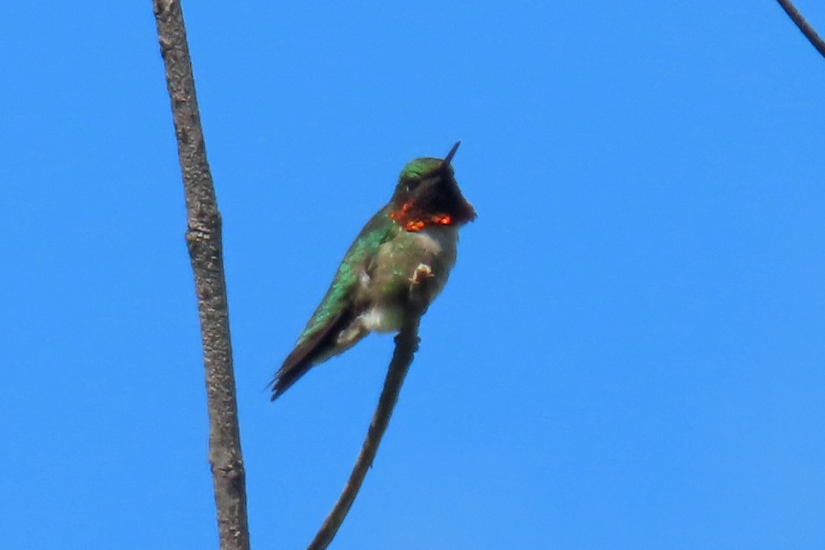 Yakut Boğazlı Kolibri - ML639038746