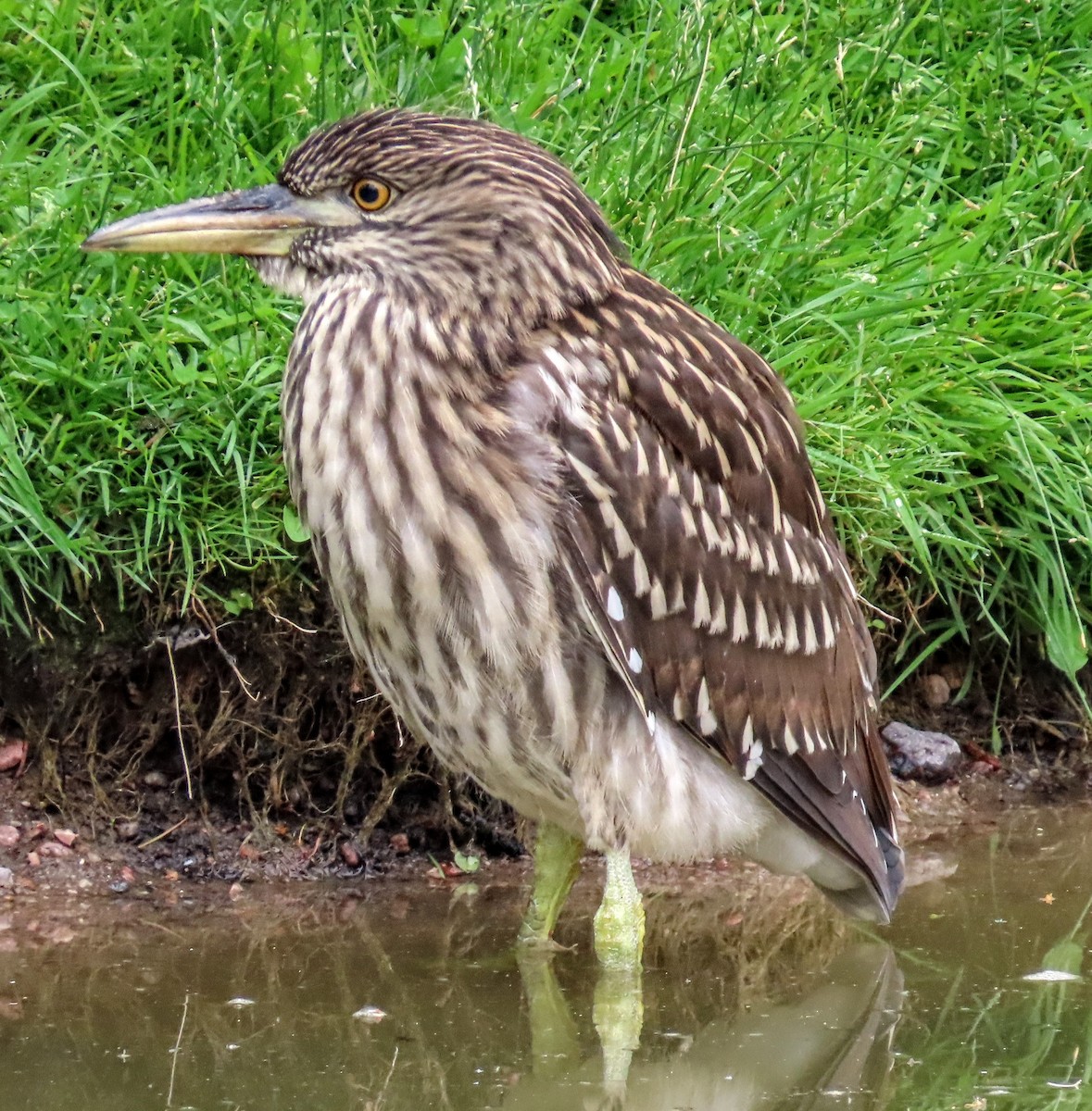 Black-crowned Night Heron - ML639038819