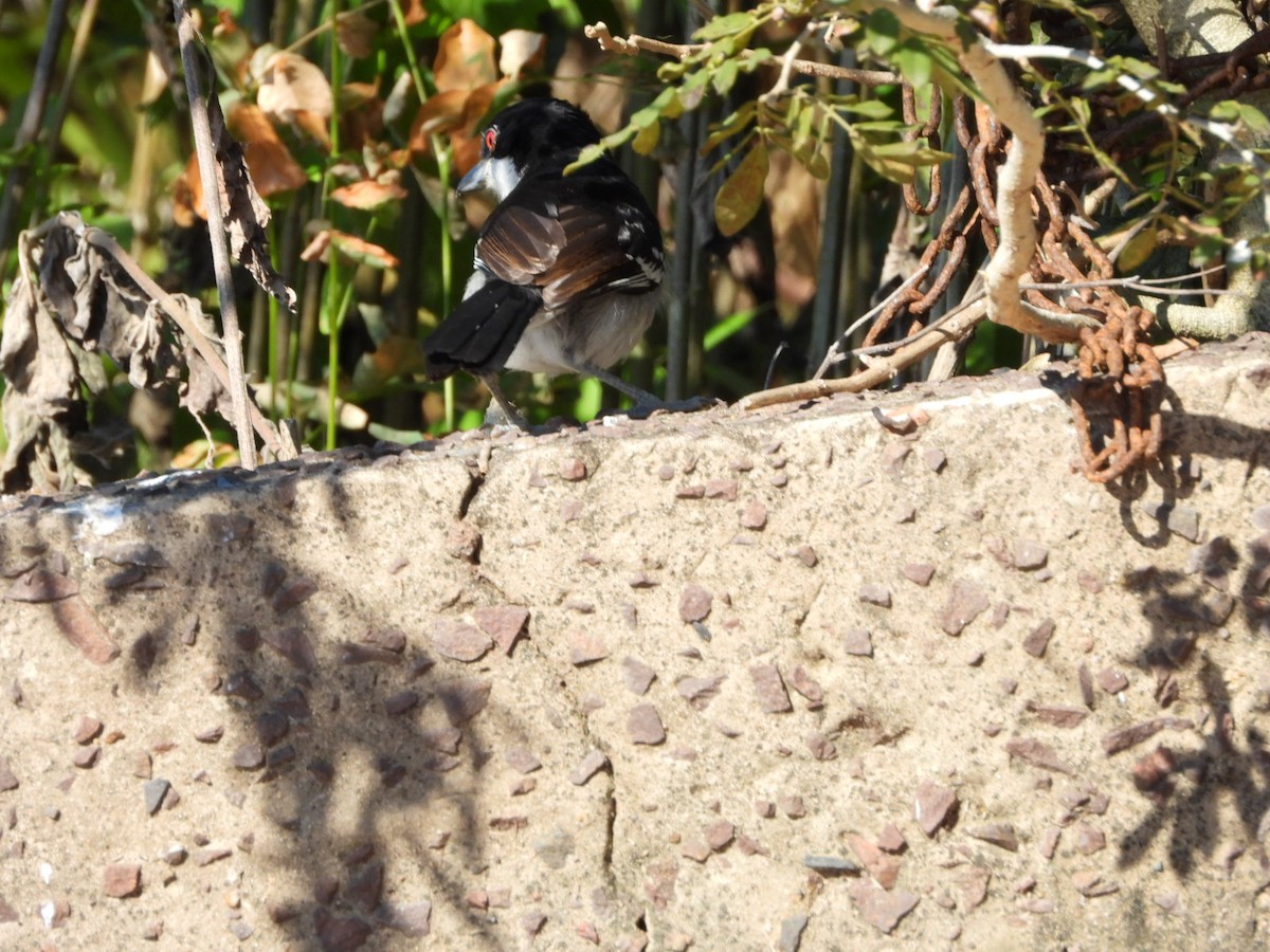 Great Antshrike - ML639038838