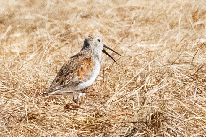 Dunlin - ML639038916