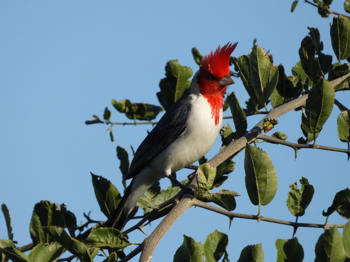 Red-crested Cardinal - ML639038959