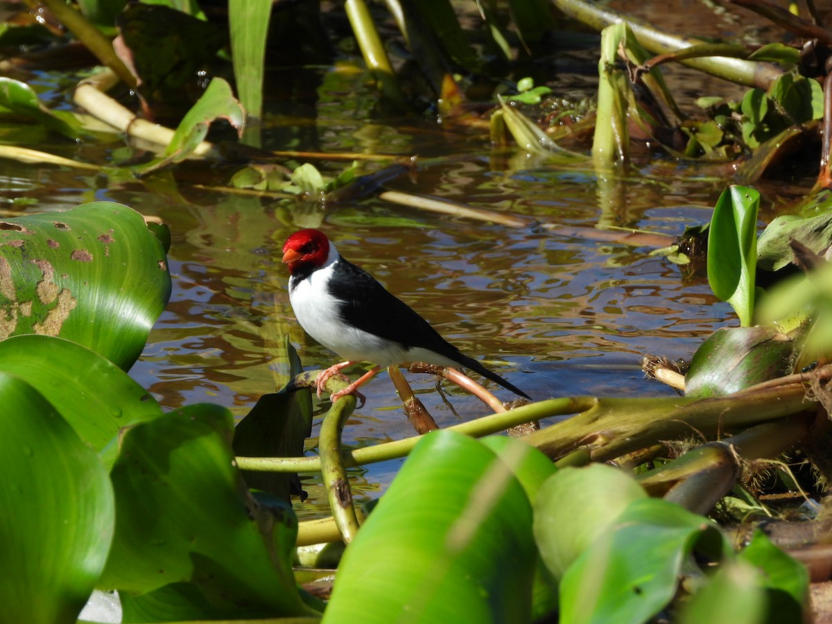 Yellow-billed Cardinal - ML639038992