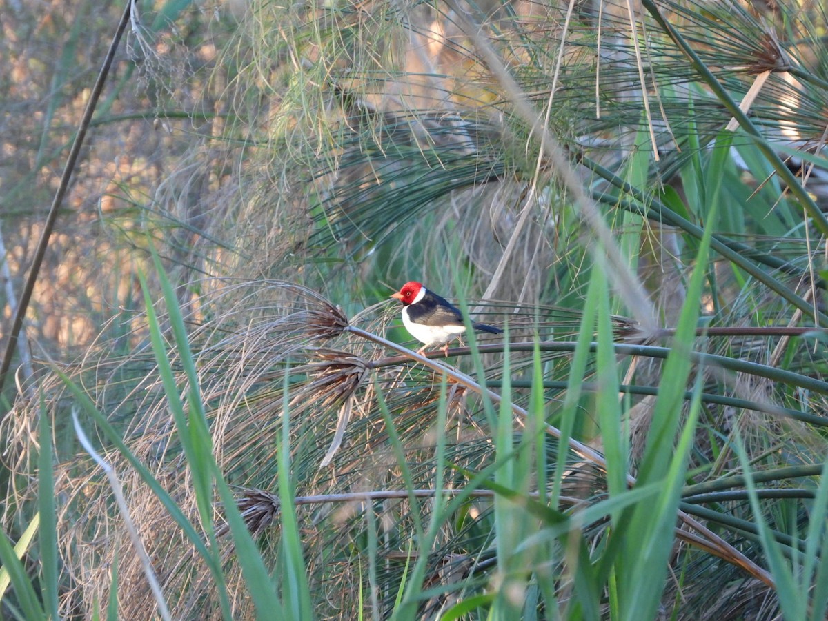 Yellow-billed Cardinal - ML639039005