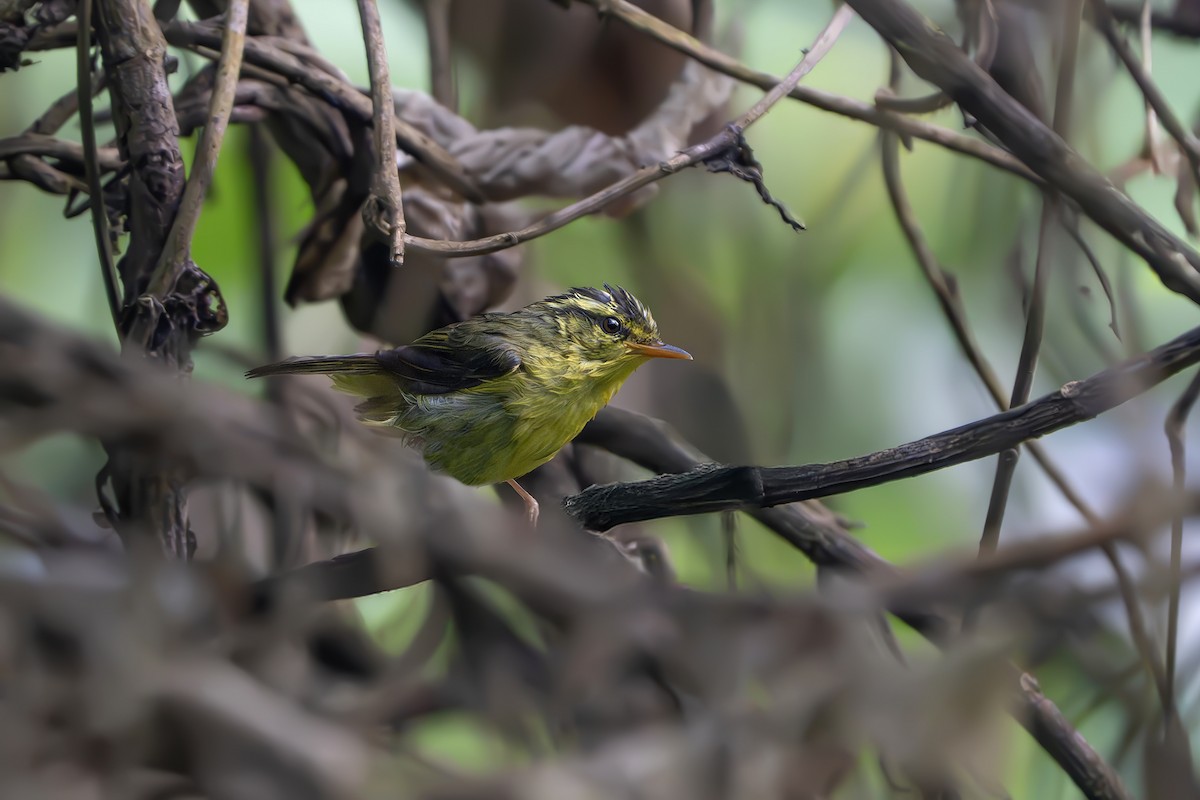 Limestone Leaf Warbler - ML639039027